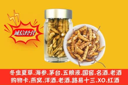 南平松溪县名酒回收散虫草.jpg